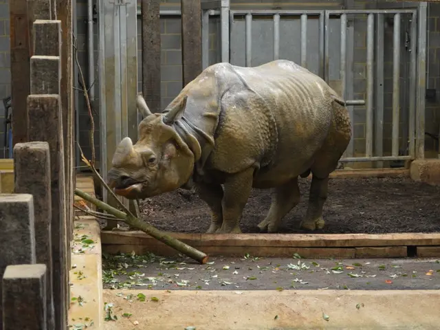 Scientists are deploying radiation to shield rhinos from harm