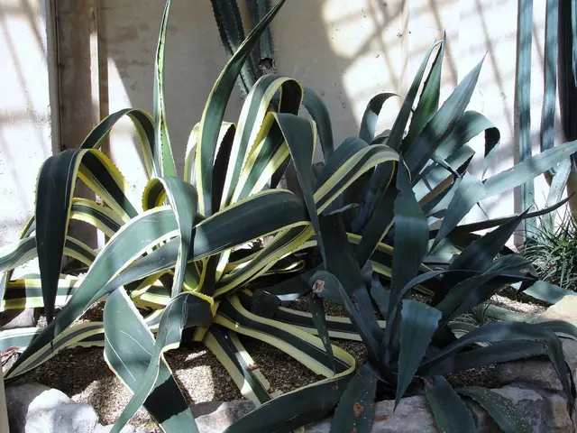 Pineapple: The Star Fruit of Summer You Should Embrace