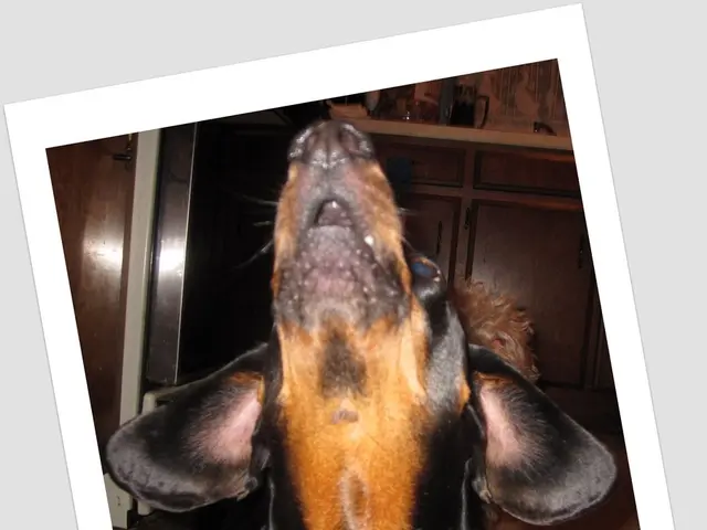 Ketoconazole Treatment for Canines, Examined by Veterinarian Brittany Kleszynski