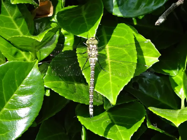 Inquiry about Chikungunya virus, the pathogen currently spreading in southern regions of China.