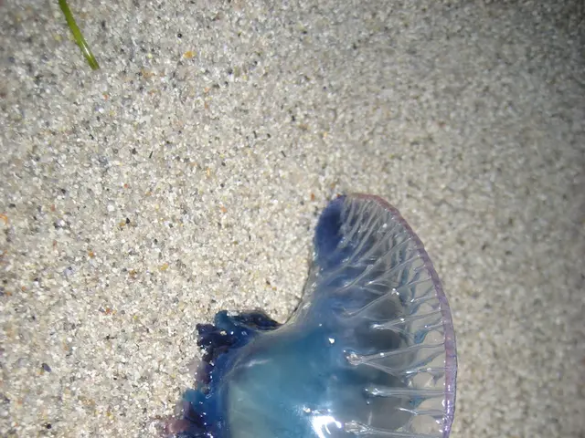 Increased Lamentations Over Persistent Software Glitches in News Outlets