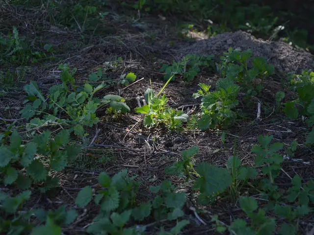 Unveiling the Growing Advantages of Green Tea for Hair: How Green Tea Oil Contributes