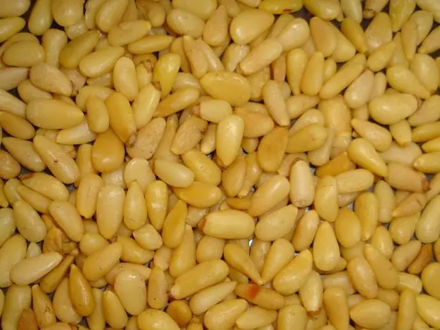 Corn Virus Afflicts Corn: Maize Dwarf Mosaic