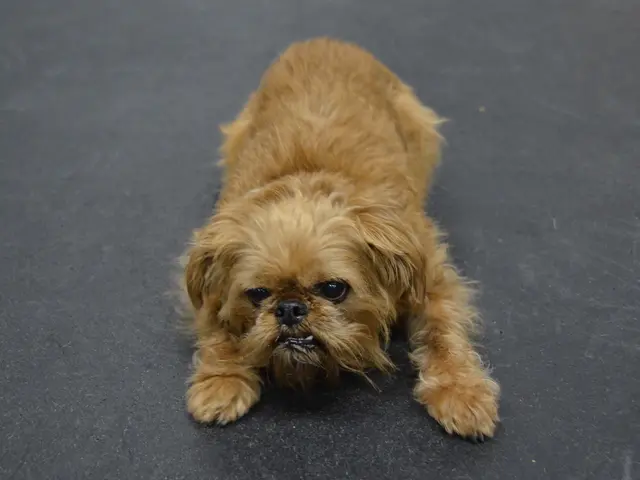 Protecting Dog Paws from Burns: 7 Effective Preventive Measures