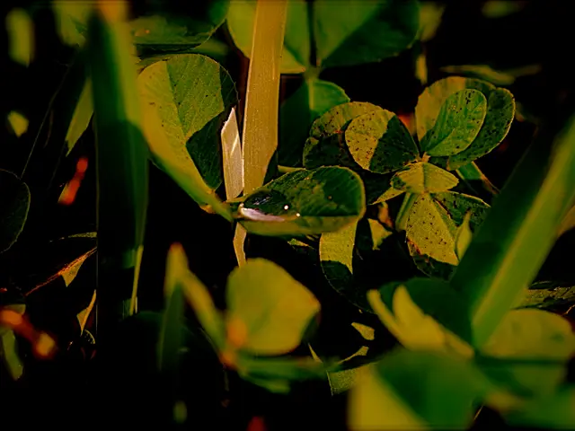 Saving Your Plants: Techniques for Managing Moist Soil Conditions