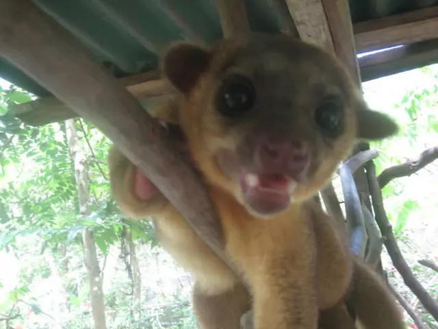 "P Chidambaram Supports Supreme Court's Directive on Stray Dogs: Protect Our City Streets"