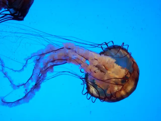 Research Uncovers Impact of Ocean Acidification on Shrimp's Biological Characteristics