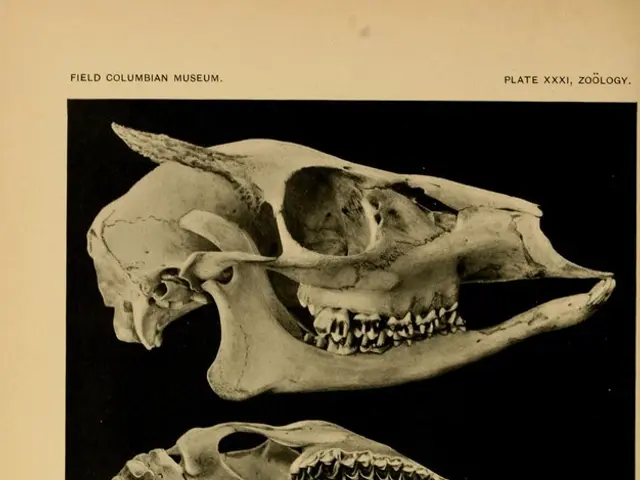 Experts Successfully Synthesize Speech of 3000-Year-Old Egyptian Mummy through 3D Printing Process