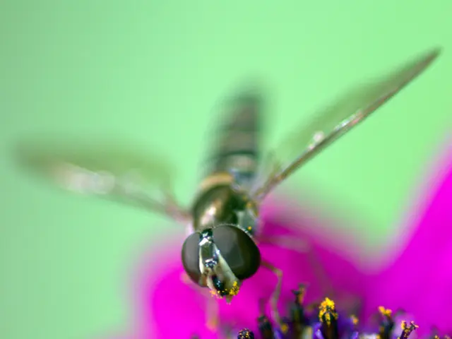 Gluten Sensitivity Rash: Identifying Characteristics and Impact on Individuals