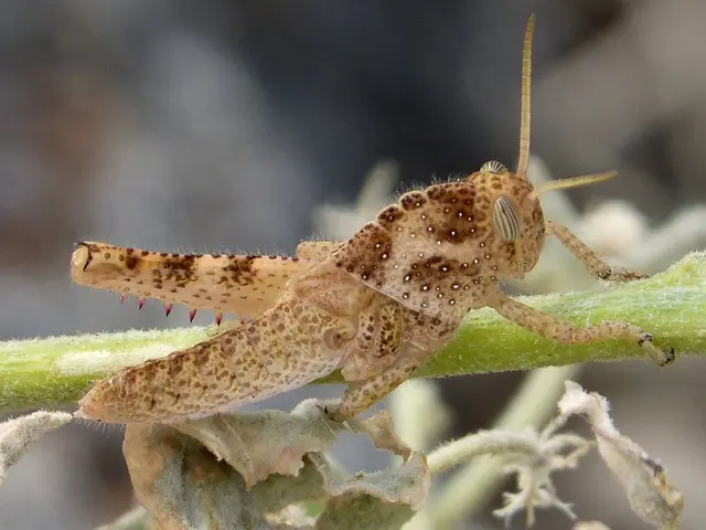 French President bypasses re-introduction of insecticide in new law