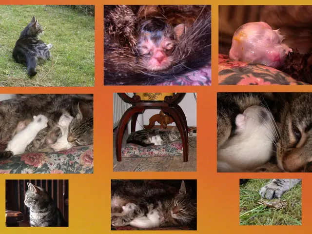 Image of a Platypus, authentic credit to Klaus under Creative Commons license BY-SA 2.0.