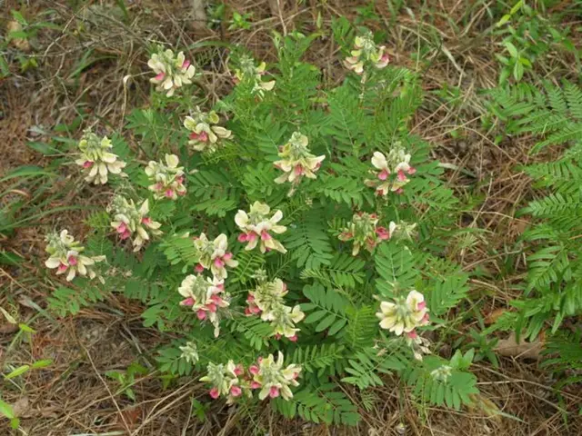 Moving Vegetation: Transition from Sphagnum Peat to Earth Soil