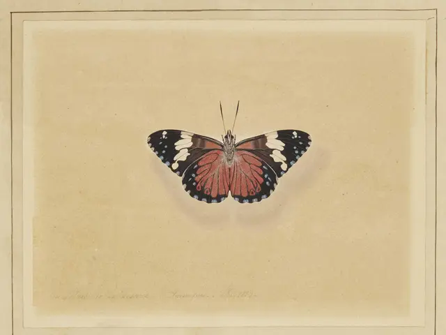 Borderline Personality Disorder (BPD) and Neurodivergence: Insights Explored