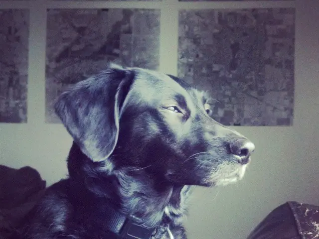 Activists advocating for animal rights could potentially reclaim rabies-infected canines; Supreme...