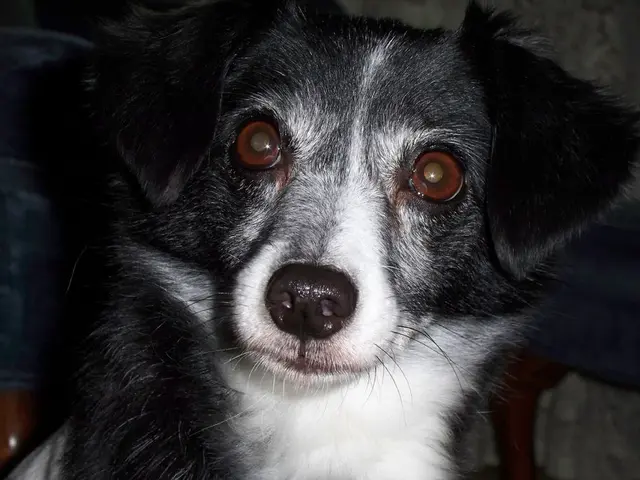 Concerned about your canine companion's emotional well-being? Trainer discloses astonishing cause...
