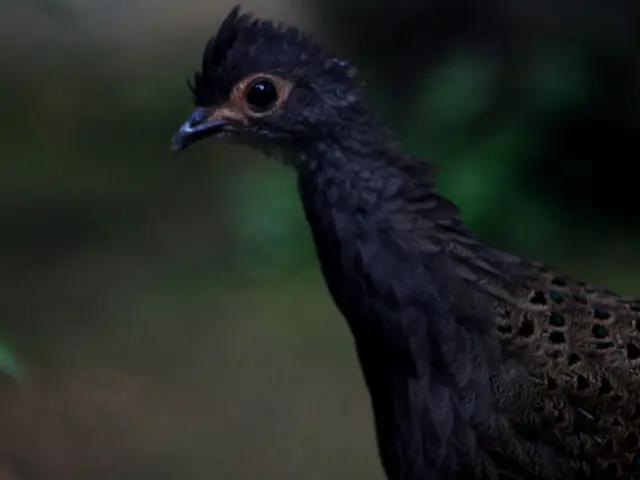 Bird Researchers Witness Sexual Transformations in Certain Avian Species, Potentially Due to...