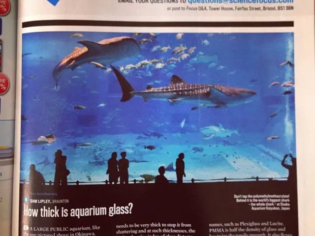 Temporarily Escaped Endangered Fish Seek Shelter in Birch Aquarium amid El Niño Conditions at...