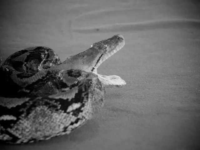 Interpreting the significance of nocturnal visions