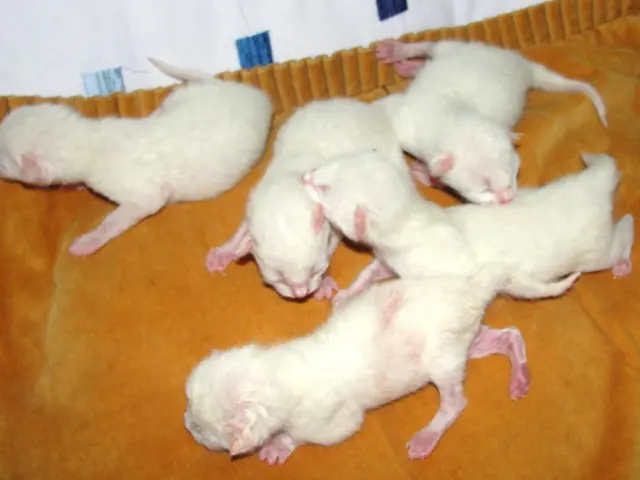 In this neighborhood, an innovative method is being tested to control the rat population:...