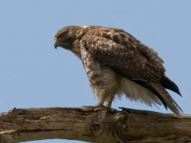 Extracting and Employing Slippery Elm Bark: A Guide