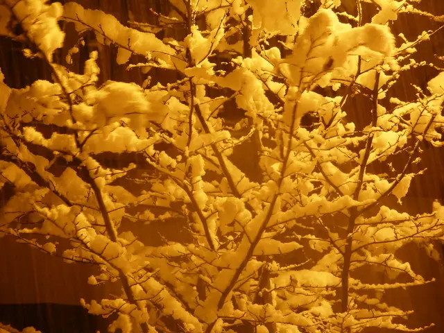 Winter Blues Explained: Understanding Seasonal Affective Disorder (SAD)