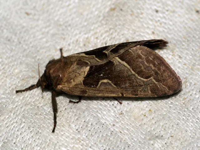 Frequent Skin Irritations in Pediatric Patients