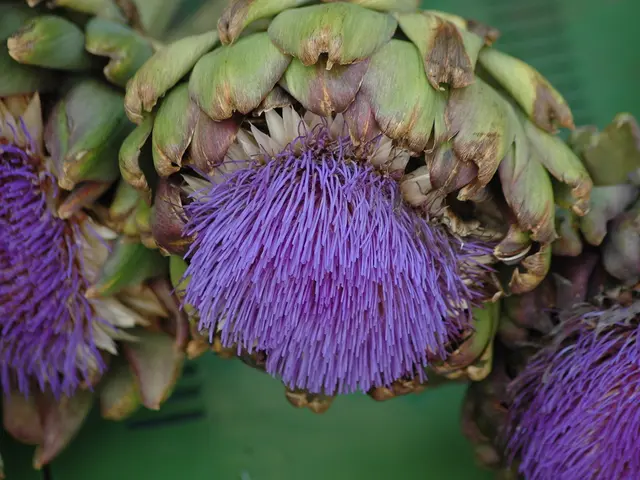 Assessing Artichokes' Nutritional Worth: A Deep Dive into Their Health Benefits