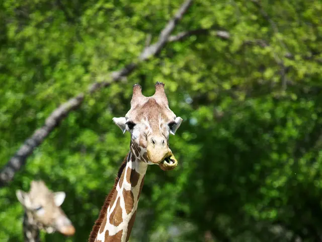 Pygmy hippo conservation efforts may have experienced increased support due to the Moo Deng...