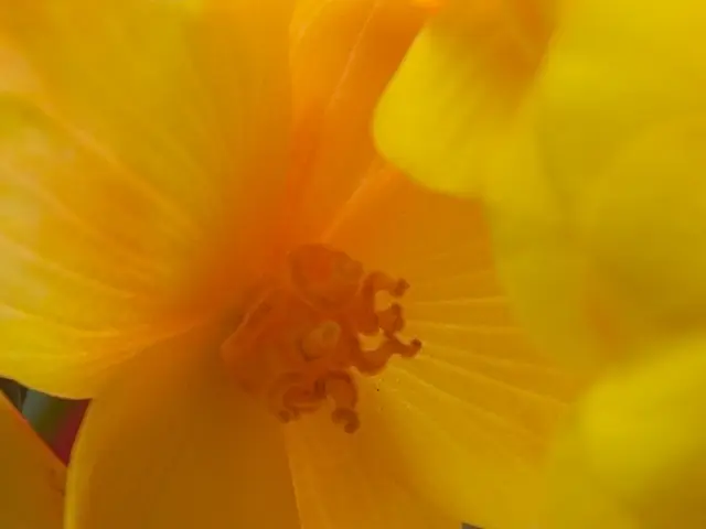 Allergy victims in Heilbronn face challenges today due to troublesome pollen from Ambrosia and...