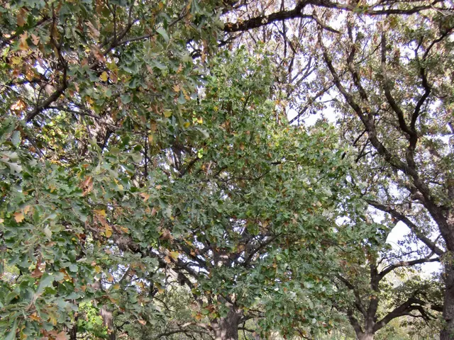 Difference Between Hospice and Palliative Care: A Clarification