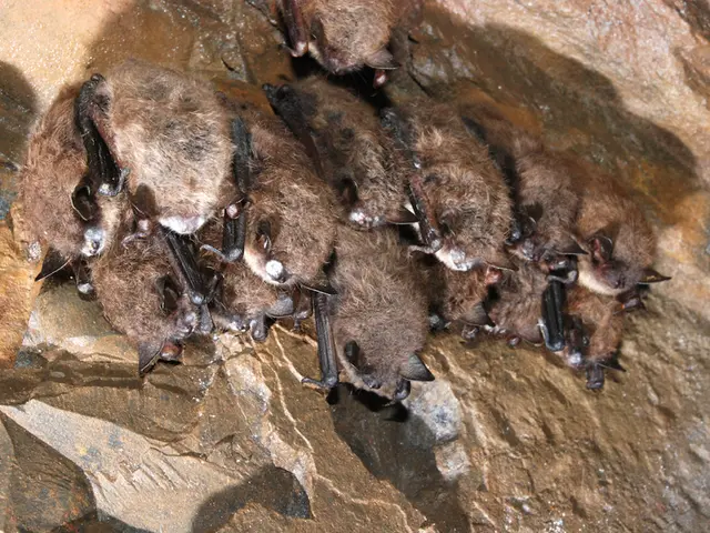 Uncovered: virus discovered in bat urine, marking it as the fourth of its kind ever identified