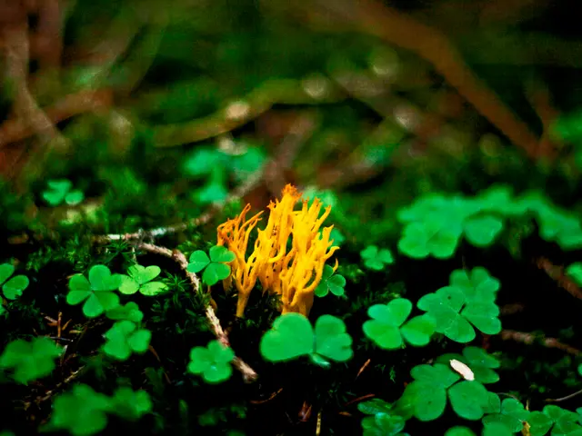 Growing Plants in Lunar Soil: A Possible Scenario?