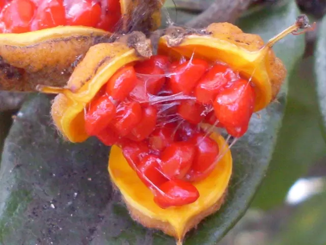 There are 2 fruits and leaves behind that.