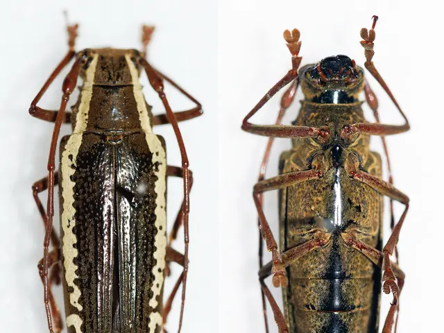 On the left side of the image we can see cockroach upper part of the body. On the right side of the...